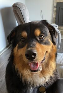 Plants Toxic to Dogs